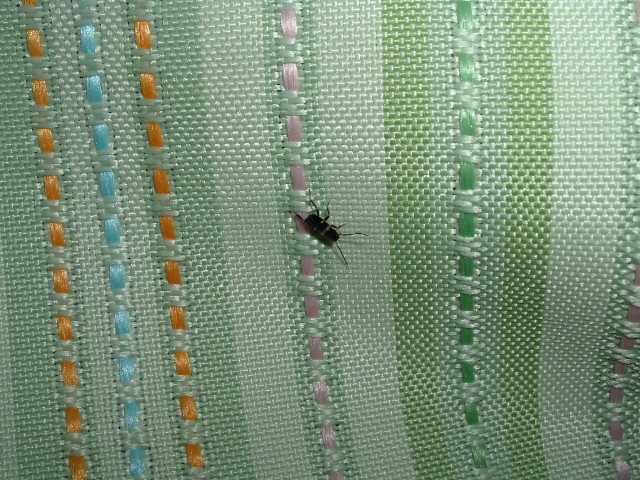 �S�L�u���̐Ԃ����