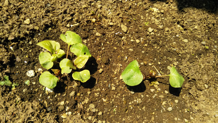 5��24���̃I�V���C�o�i2