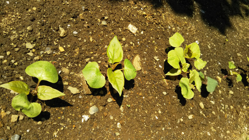 5��24���̃I�V���C�o�i4