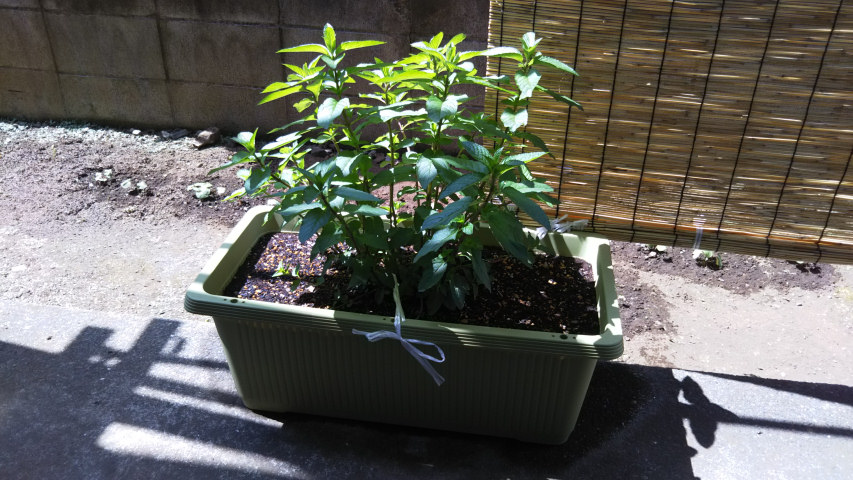 �I�V���C�o�i�ƃy�p�[�~���g