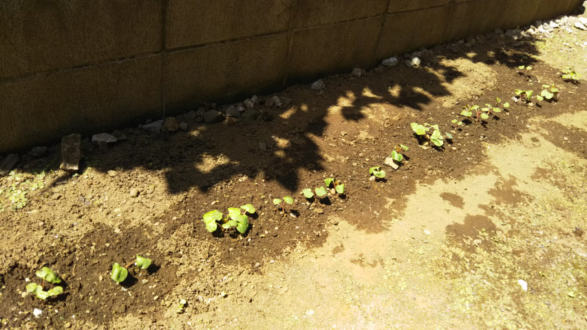 �I�V���C�o�i�̑S�i