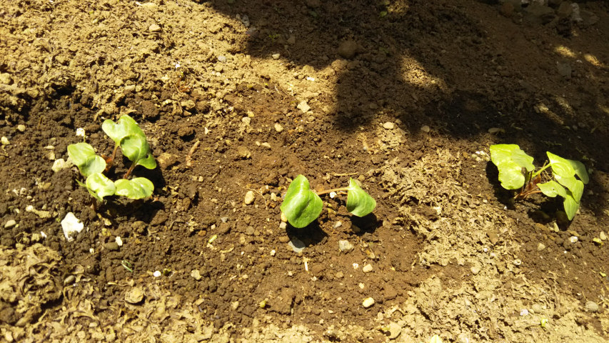 �I�V���C�o�i�̃A�b�v1