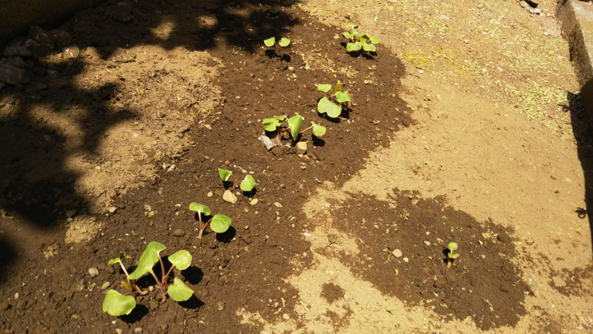 �I�V���C�o�i�̃A�b�v3