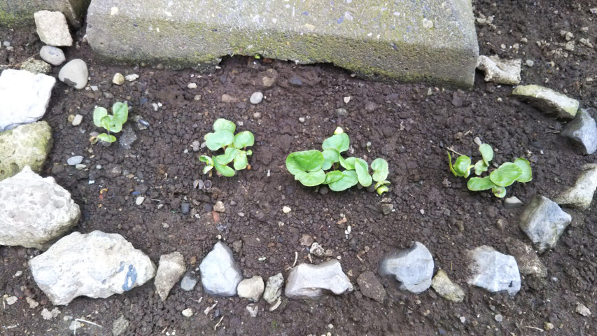 �����z���O�̃I�V���C�o�i1