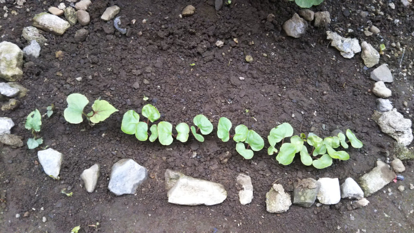 �����z���O�̃I�V���C�o�i2