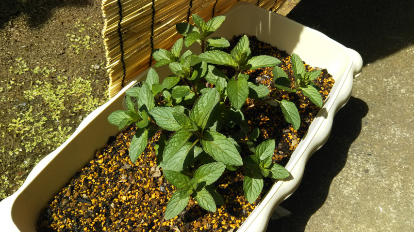 4��20���̃y�p�[�~���g