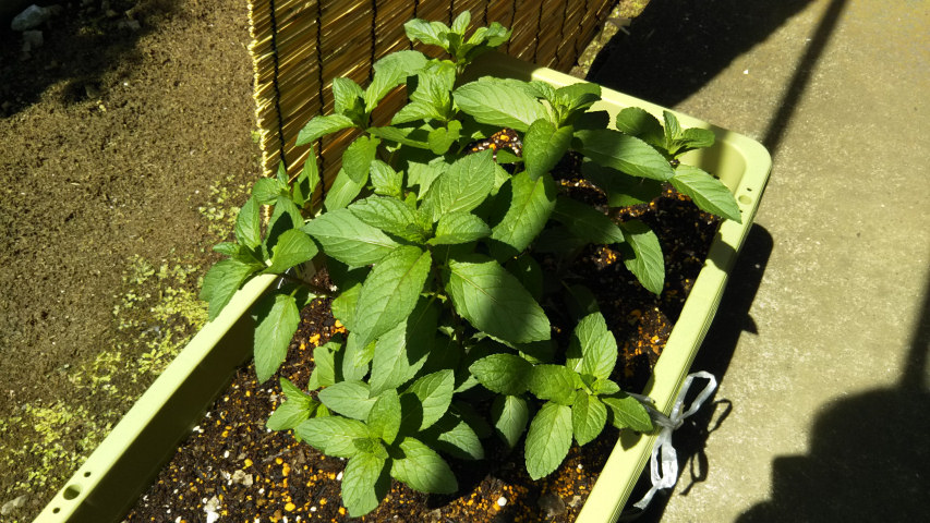 5��3���̃y�p�[�~���g1