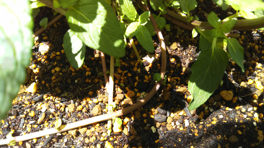 �y�p�[�~���g�̙����s1