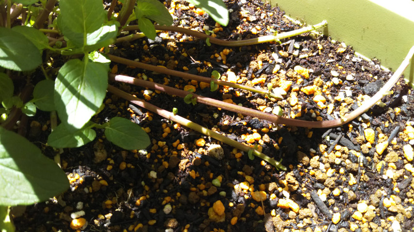 �y�p�[�~���g�̙����s3