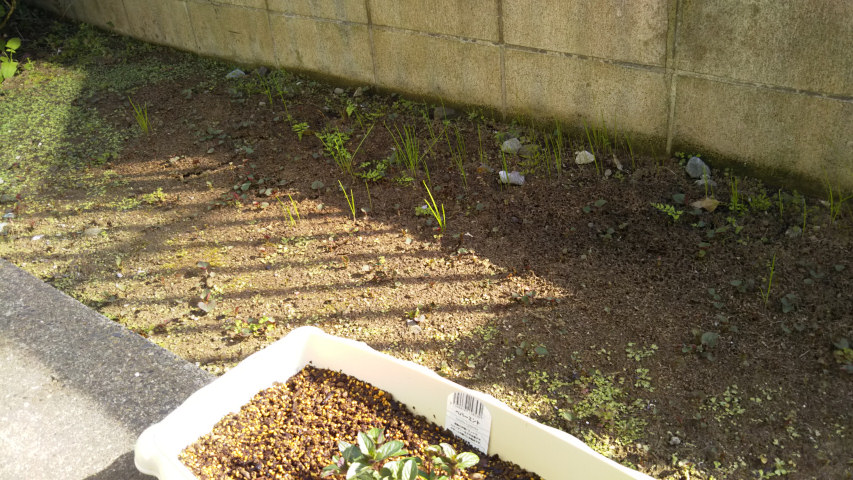 �܂��L�тĂ����G��