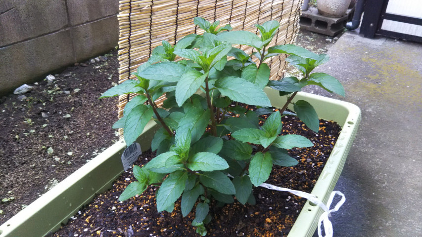 5��2���̃y�p�[�~���g2