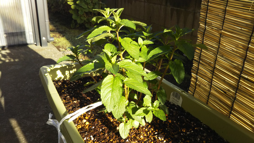 5��2���̃y�p�[�~���g4