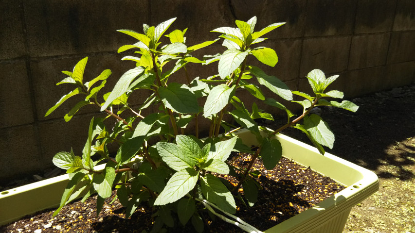 5��8���̃y�p�[�~���g2