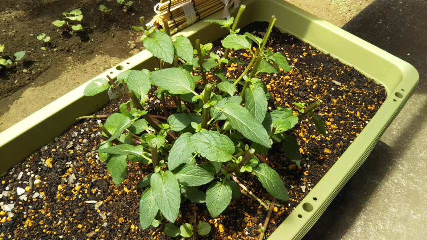 �؂�߂��������y�p�[�~���g1