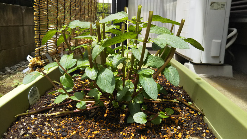 �؂�߂��������y�p�[�~���g2