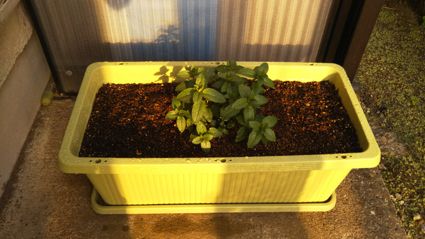 �V�����v�����^�[�Ɉڂ����y�p�[�~���g