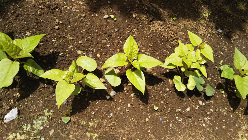 6��4���̃I�V���C�o�i3