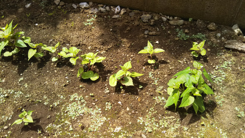 6��4���̃I�V���C�o�i5