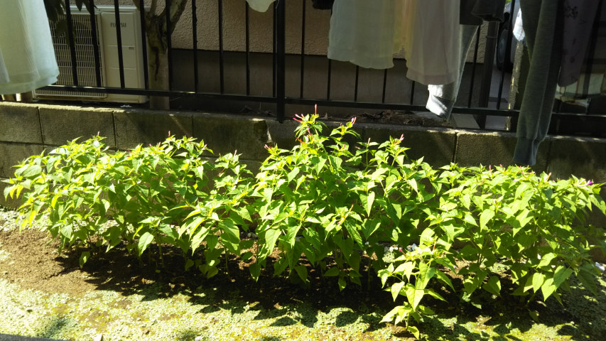 7��31���̃I�V���C�o�i1