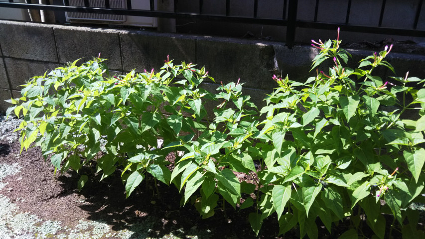 7��31���̃I�V���C�o�i2