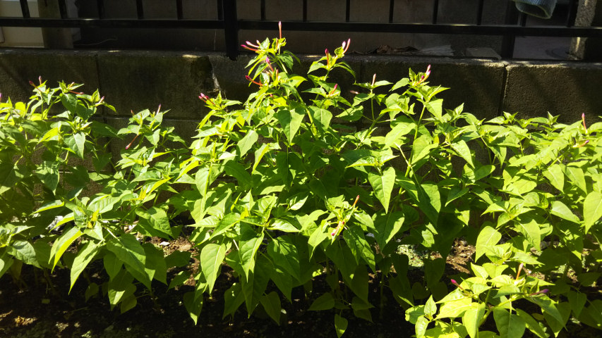 7��31���̃I�V���C�o�i3