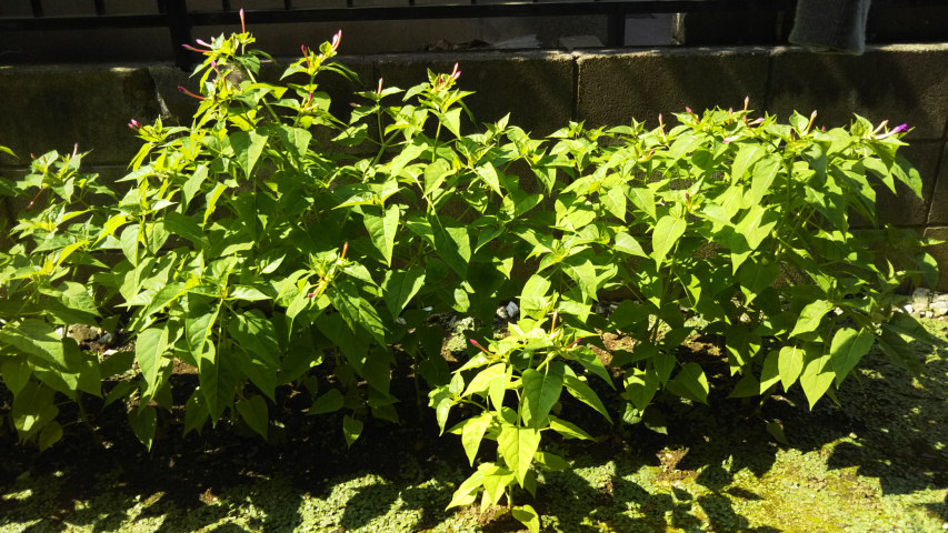 7��31���̃I�V���C�o�i4