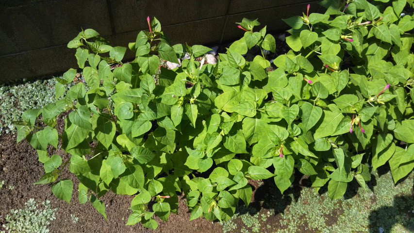 7��31���̃I�V���C�o�i5