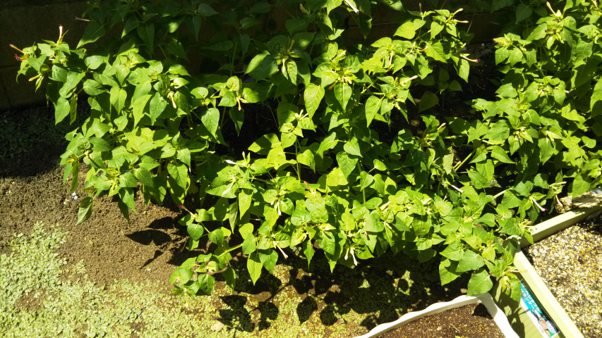 8��17���̃I�V���C�o�i2