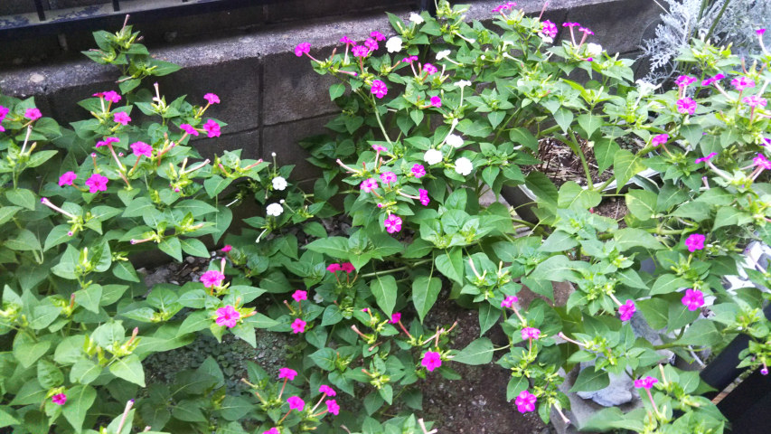 9��4���̃I�V���C�o�i1