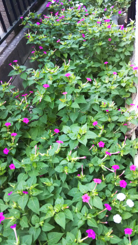 9��4���̃I�V���C�o�i2