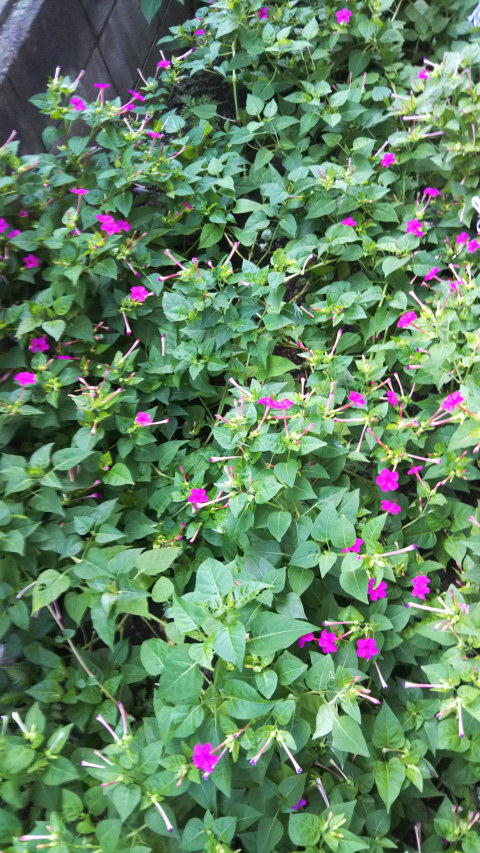 9��15���̃I�V���C�o�i