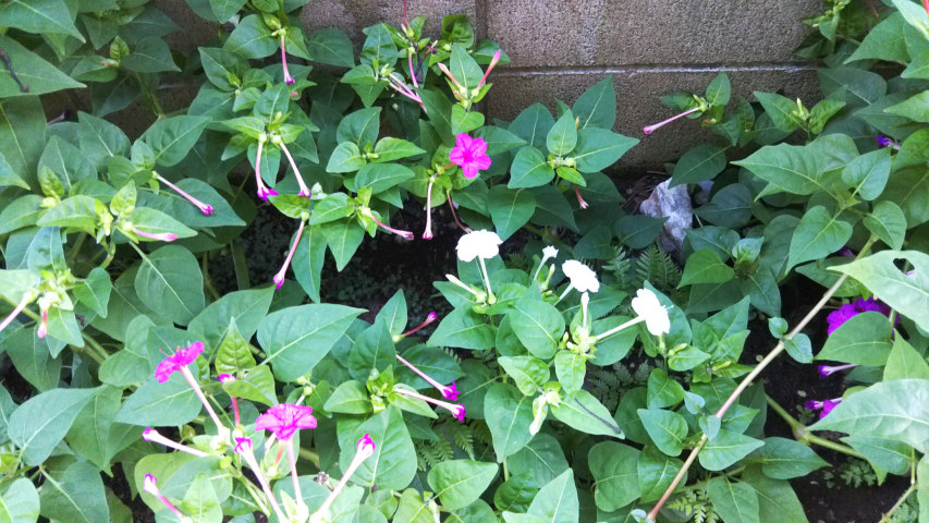 9��19���̃I�V���C�o�i2