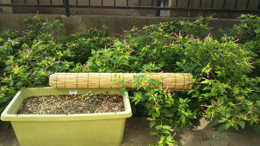 10��2���̃I�V���C�o�i1