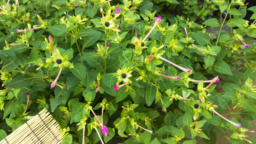 10��2���̃I�V���C�o�i2