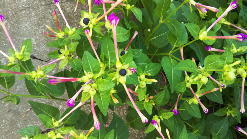 10��9���̃I�V���C�o�i1