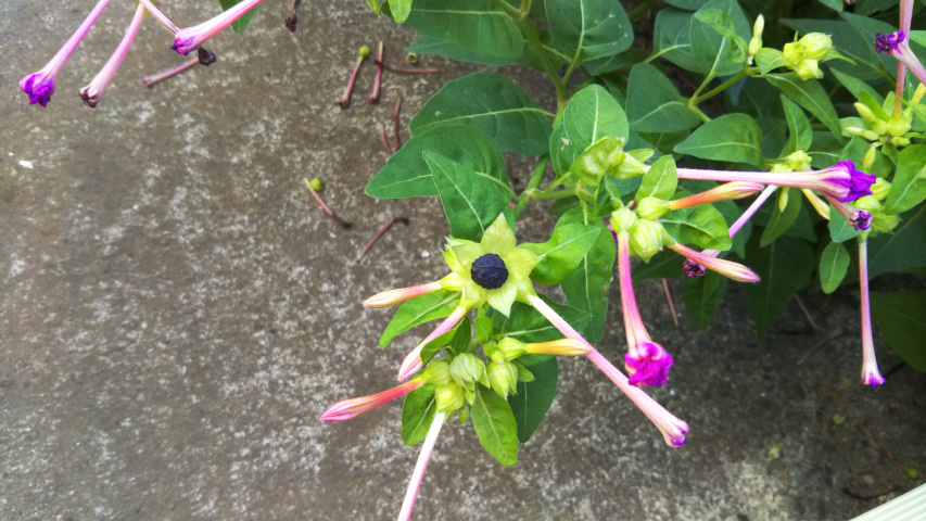 10��9���̃I�V���C�o�i2