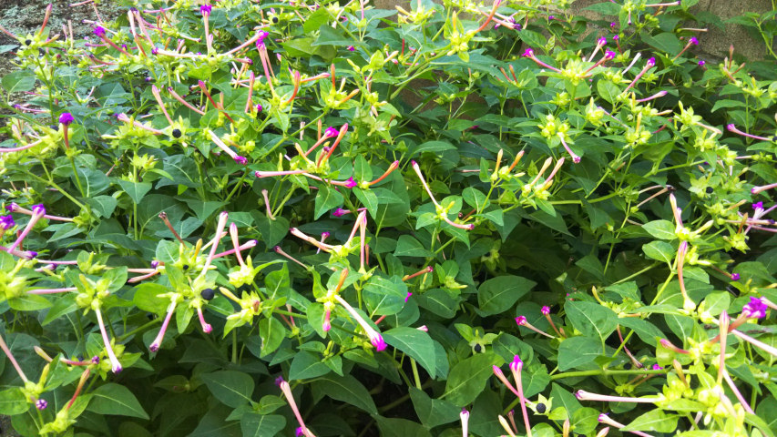 10��9���̃I�V���C�o�i3