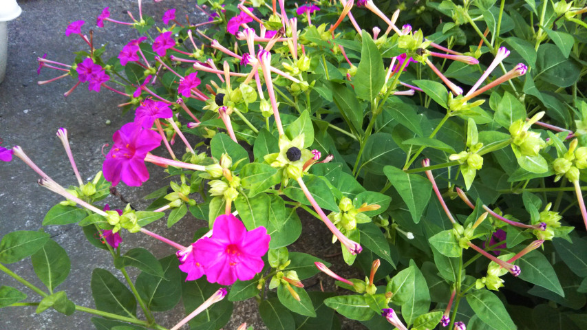 10��9���̃I�V���C�o�i5