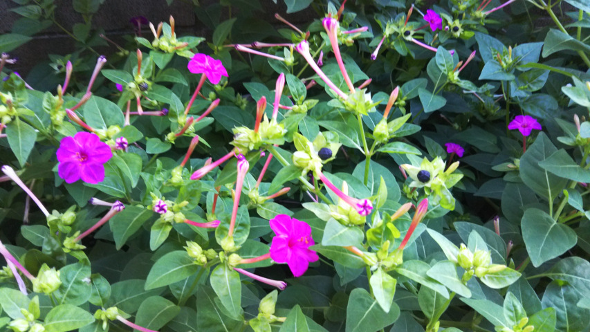 10��9���̃I�V���C�o�i6