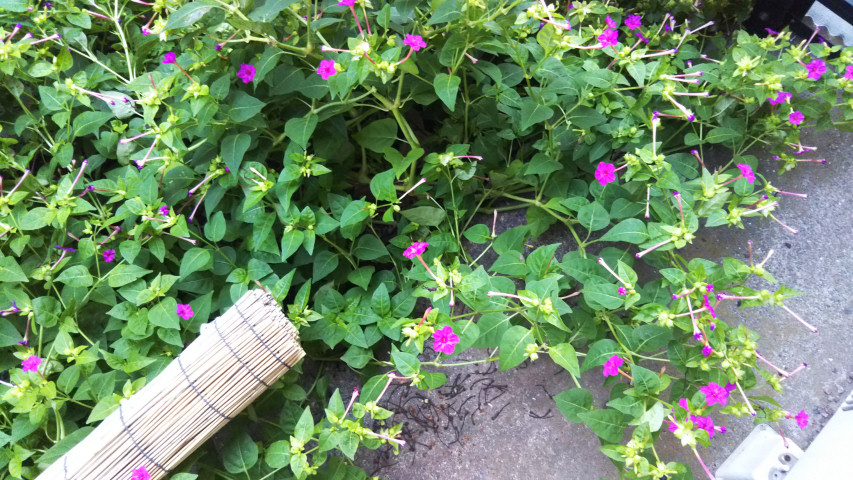 10��16���̃I�V���C�o�i2