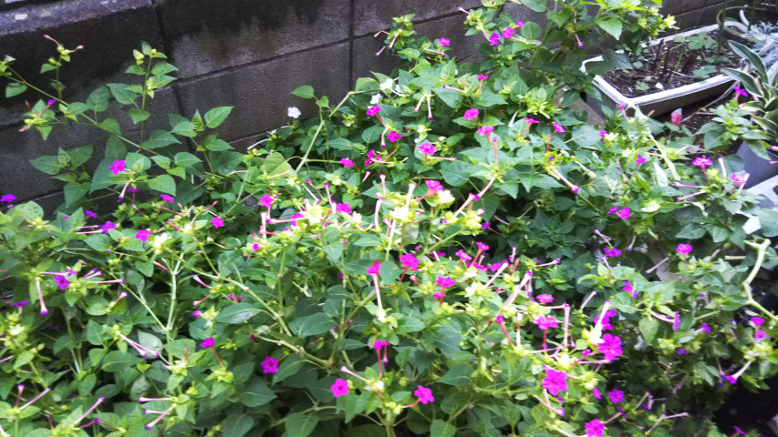 10��16���̃I�V���C�o�i3