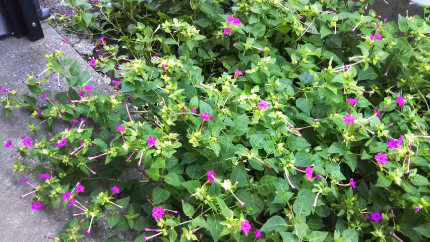 10��16���̃I�V���C�o�i4