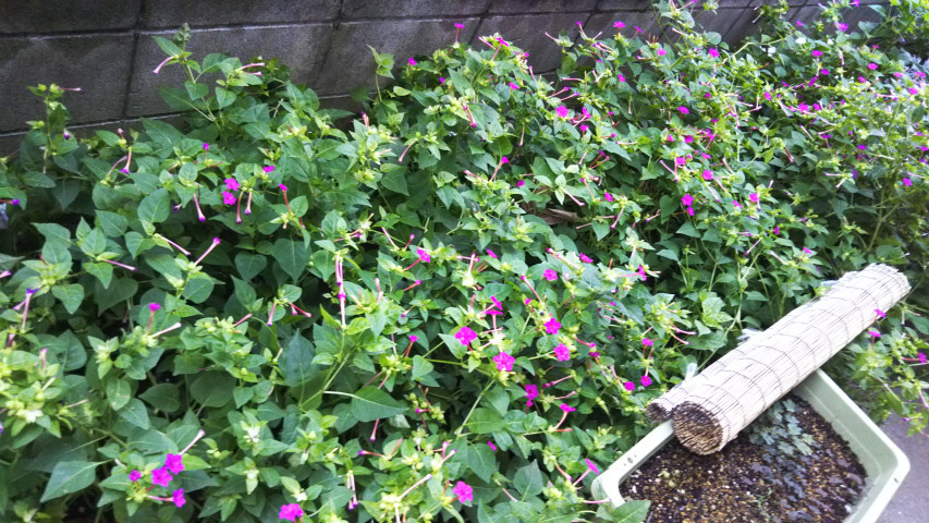 10��16���̃I�V���C�o�i5