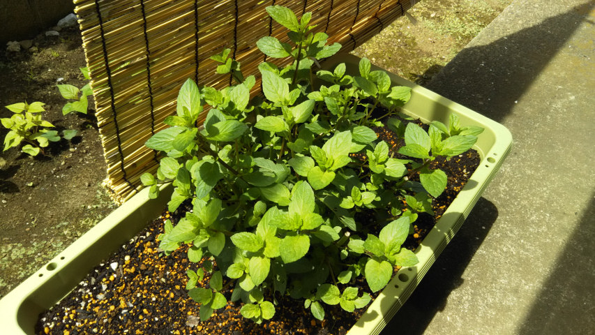 6��4���̃y�p�[�~���g1