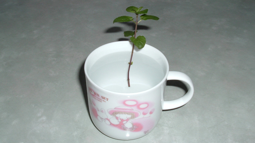 7��26���̐��}�������y�p�[�~���g1