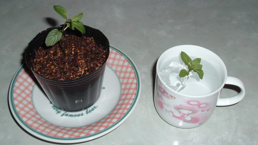 �c�|�b�g�ɐA���ւ����y�p�[�~���g�ƐV���ɐ��}�������y�p�[�~���g