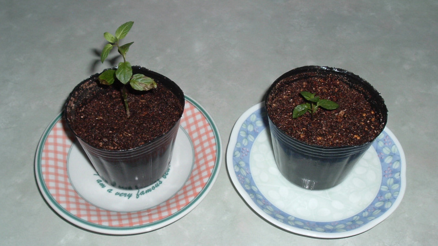 �c�|�b�g�ɐA���ւ����y�p�[�~���g�ƐV���ɐ��}�������y�p�[�~���g