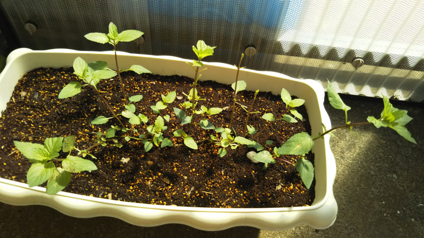 9��12���̃y�p�[�~���g