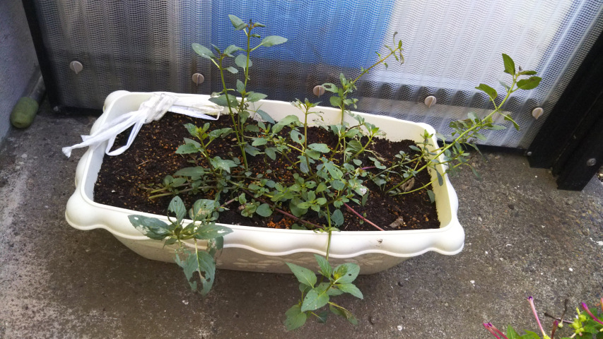 10��9���̃y�p�[�~���g1