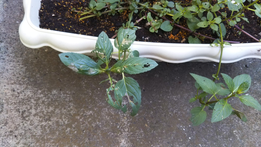 10��9���̃y�p�[�~���g3